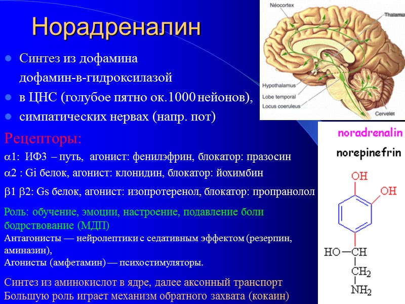 Норадреналин Синтез из дофамина   дофамин-в-гидроксилазой  в ЦНС (голубое пятно ок.1000 нейонов),